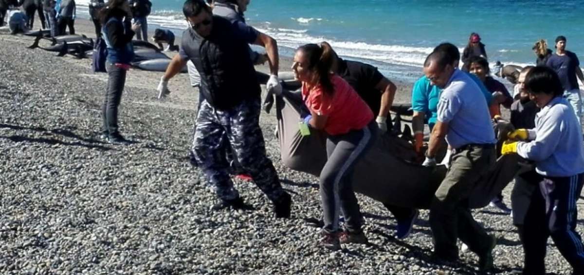 Encuentran 49 delfines muertos en una playa de Argentina
