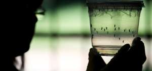 El zika registrado en Florida podr&iacute;a haber sido causado por mosquitos locales