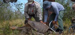 Tras salvar a su especie, Diego y otras 14 tortugas volvieron a casa