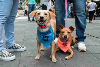Esta semana se realizará una nueva jornada de atención médica gratuita a mascotas en Guayaquil.