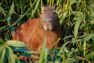 En el Café Capibara de Florida, los visitantes pueden alimentar e interactuar con los capibaras. 