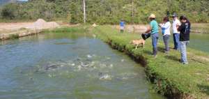 La Asociaci&oacute;n Pisc&iacute;cola Tarqui trabaja en la conservaci&oacute;n del &lsquo;paiche&rsquo; (Arapaima gigas) en Pastaza.