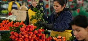 La firma a&eacute;rea registr&oacute; un incremento del volumen en la exportaci&oacute;n de flores.