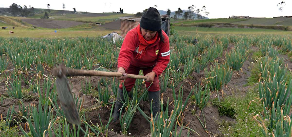 La capacidad de adaptaci&oacute;n de la planta de ajo, una hortaliza originaria de Asia, al suelo de Pilahu&iacute;n, la convirtieron en el producto de mayor cultivo.