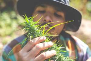 El uso del cannabis medicinal se aprob&oacute; en 2019. 