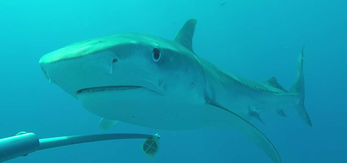 El tibur&oacute;n tigre es una especie migratoria que dentro de la Reserva Marina de Gal&aacute;pagos se mueve en distancias cortas.  
