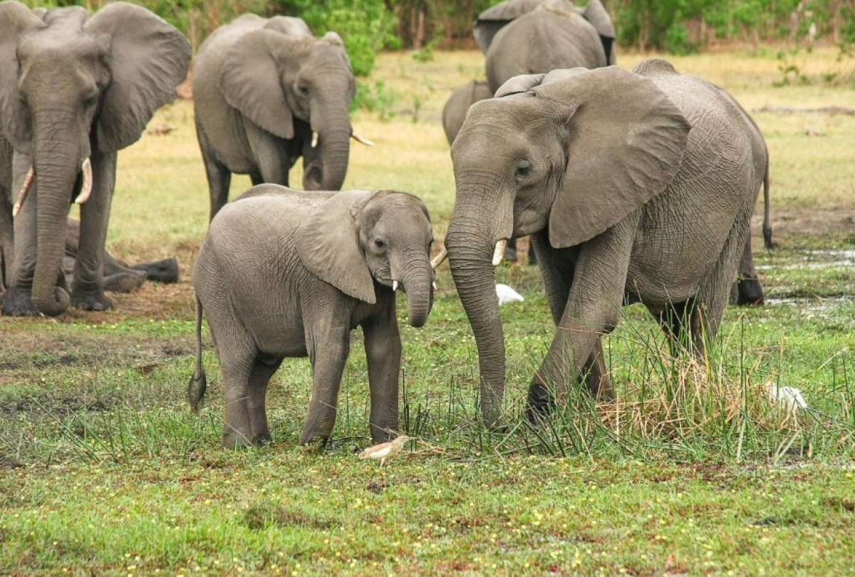 Seis elefantes murieron tras la caída de un rayo en Zimbabue