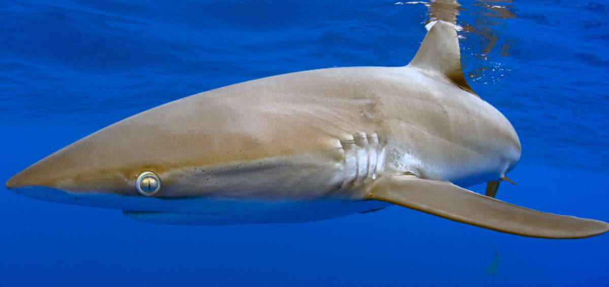 Mission Blue designa a las Islas Gal&aacute;pagos como Hope Spot