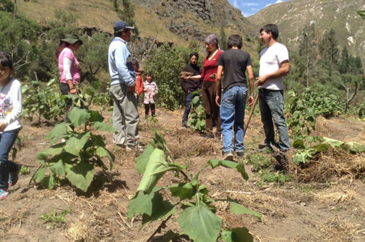 Esta es la zona donde hay m&aacute;s de 10.000 plantas. Se encuentra en el sector La Playita, en la parroquia Presidente Urbina, en el cant&oacute;n P&iacute;llaro. Foto: Jos&eacute; Miguel Castillo/ El Tel&eacute;grafo