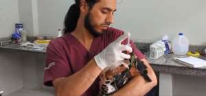 El animal se recupera en Sucumb&iacute;os.