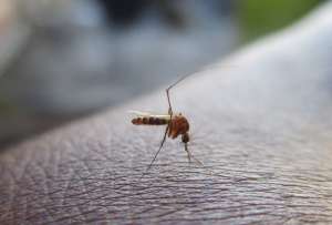 Una imagen del mosquito. 