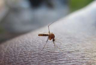 Una imagen del mosquito. 