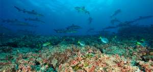 Estado destina $ 5,5 millones para estudios del fondo marino