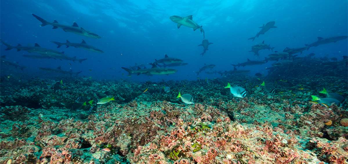 Estado destina $ 5,5 millones para estudios del fondo marino