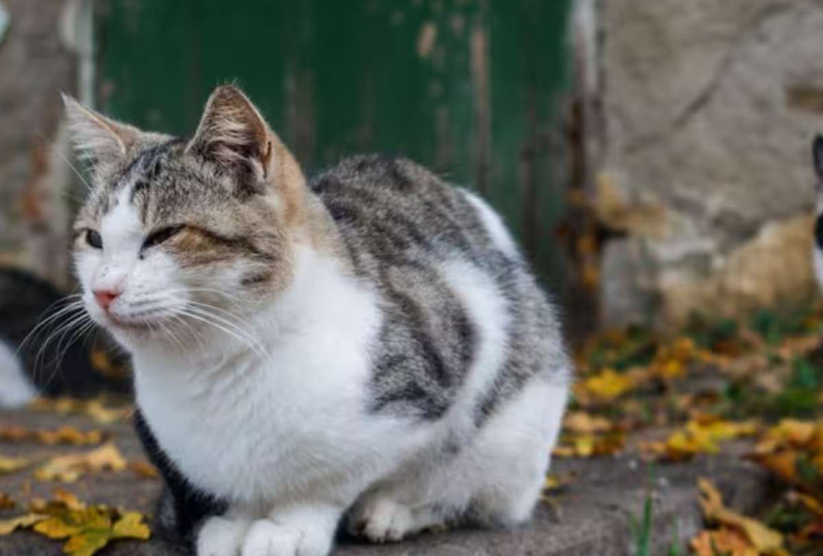 Un video que evidencia claramente un caso de maltrato animal en Cayambe fue objeto de críticas en redes sociales. La víctima es un gato.