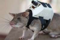Científicos desarrollan un proyecto con ratas para rescates bajo escombros