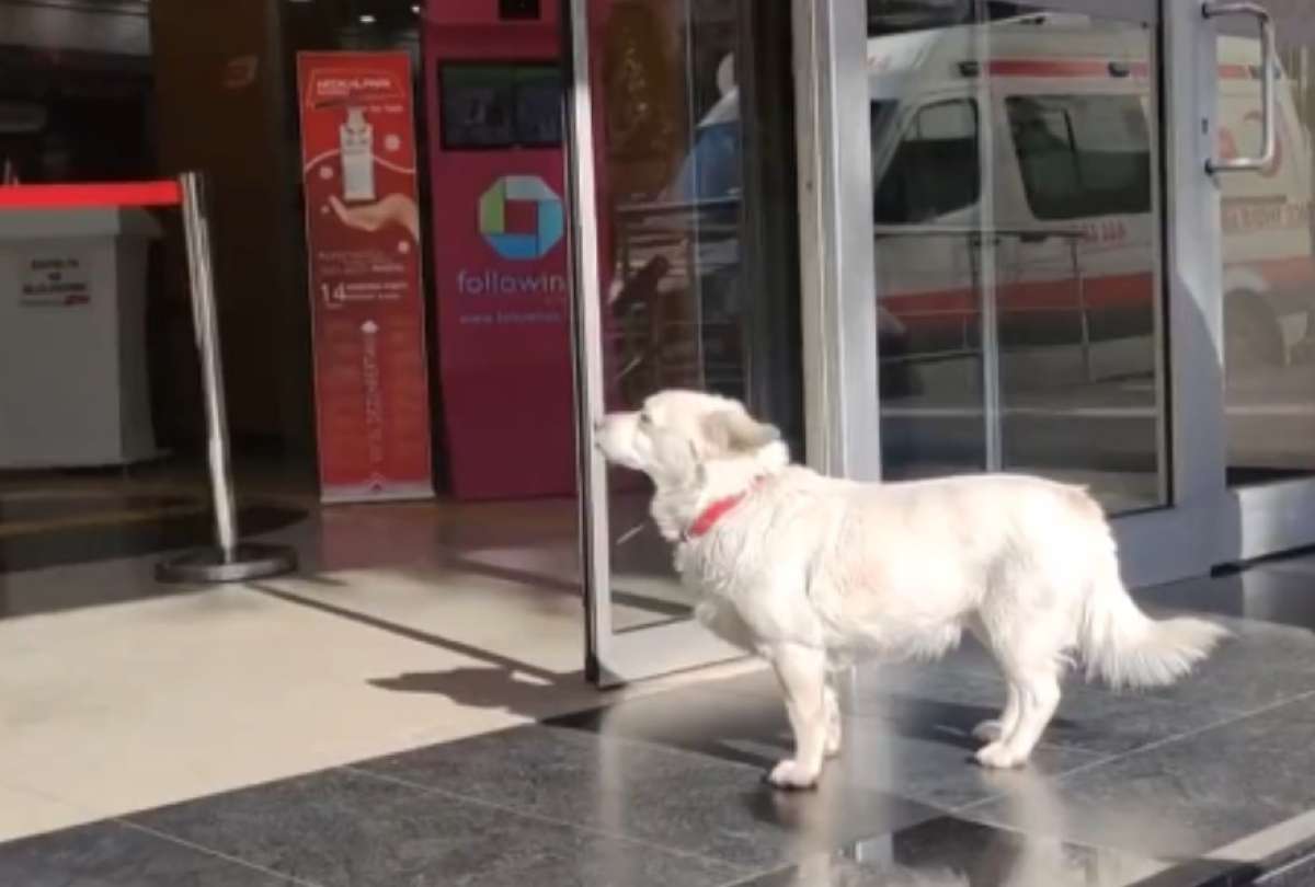 Por más que lo llevaron a su casa, este perro encontró la manera de escaparse e ir al hospital con su amo.