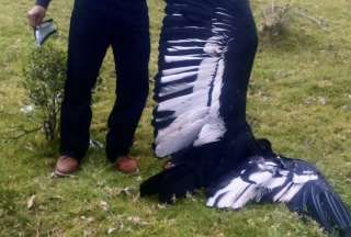 Ministerio de Ambiente confirma la muerte de un cóndor en la parroquia de Cahuasqui