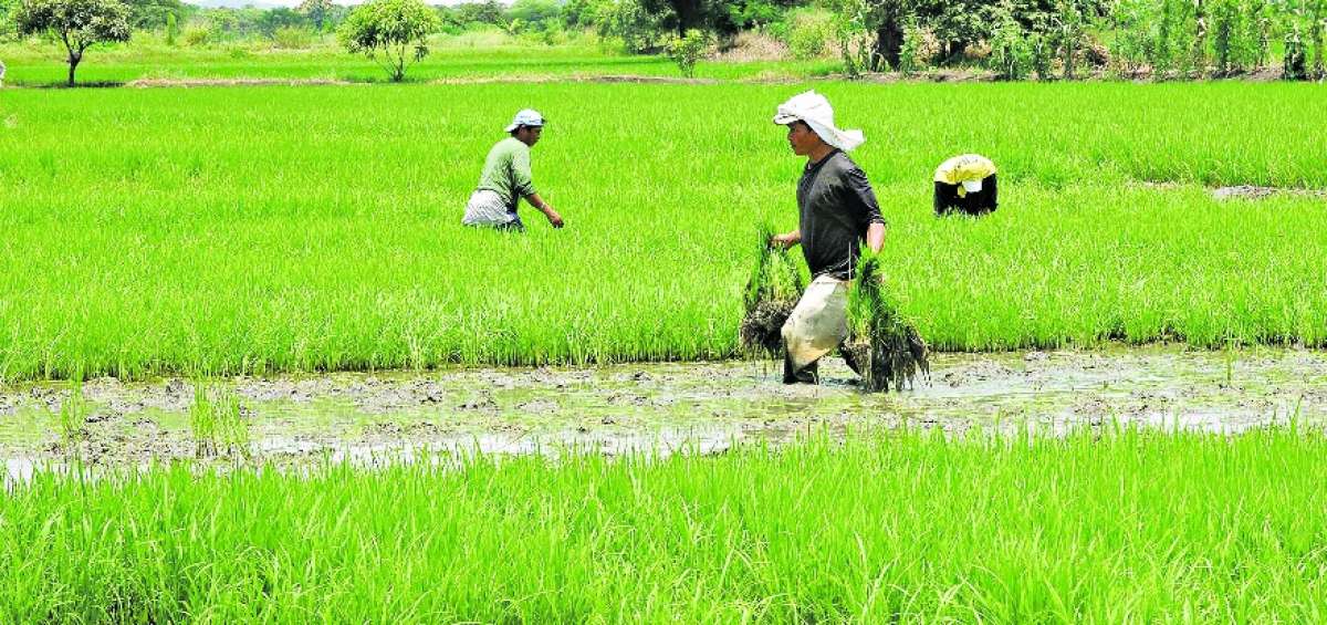 El apoyo crediticio de BanEcuador permiti&oacute; que muchos arroceros contin&uacute;en con su labor.
