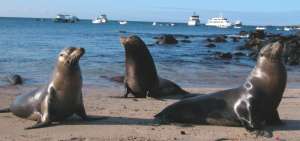 Los t&eacute;cnicos recomiendan mantener distancia en caso de ver estos animales en las playas. 