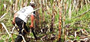 En el cant&oacute;n Pangua se producen 1.5 millones de litros de alcohol; 700.000 son vendidos a Petroecuador.