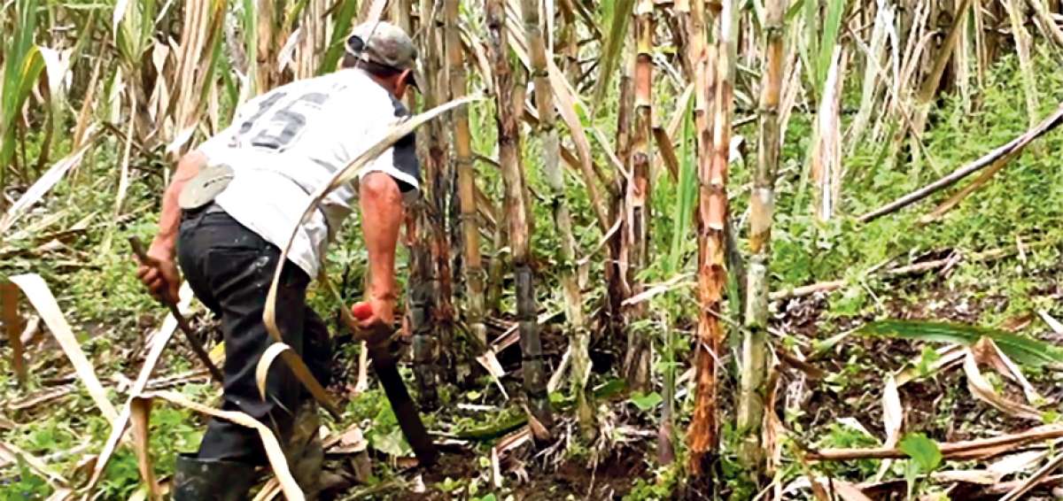 En el cant&oacute;n Pangua se producen 1.5 millones de litros de alcohol; 700.000 son vendidos a Petroecuador.