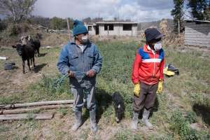 Los animales en Mulal&oacute;, ubicado en las faldas del volc&aacute;n Cotopaxi, empiezan a enfermarse. Foto: Daniel Molineros/ EL TEL&Eacute;GRAFO