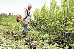 Cultivos de coca en Bolivia, a la baja