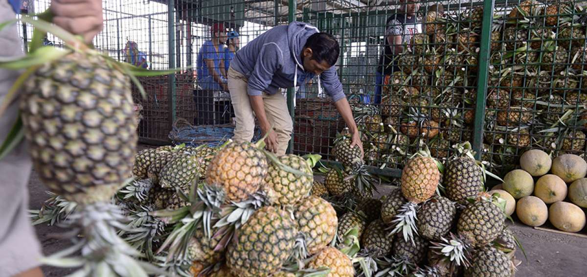 La fruta, que se comercializa en los mercados de la Costa, no es la que llega a pa&iacute;ses del extranjero.