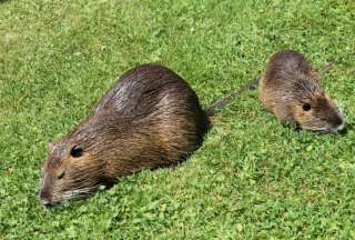 Un video viral muestra a un roedor nadando junto a patos. Una familia que pasaba por el lugar imaginó que era un capibara.
