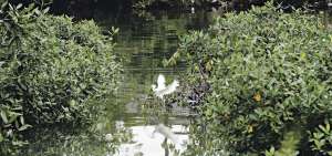 M&aacute;s de 10 especies de aves y diversidad de peces habitan en el ramal. La tecnolog&iacute;a ha permitido mejorar la calidad del agua al reducir los coliformes fecales. Los moradores volvieron a ba&ntilde;arse y hoy hasta practican la pesca.