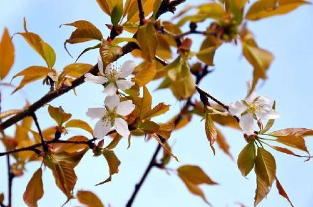 Un cerezo procedente del espacio crece y florece en Gifu, centro de Jap&oacute;n. Foto:  (CHSZ Preservation Society/AFP)