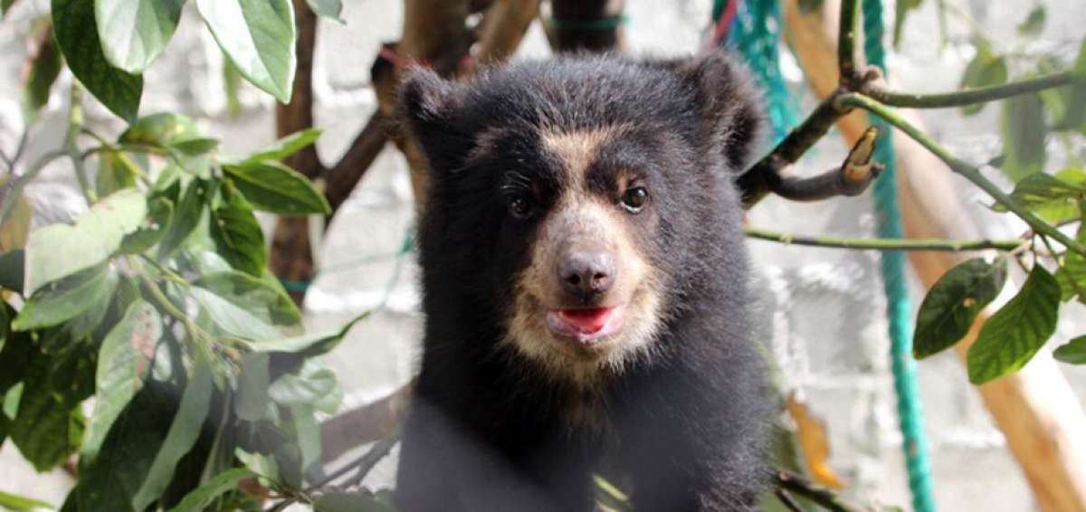 El Oso Andino una prioridad de conservaci&oacute;n para el pa&iacute;s