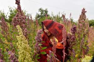 Agricultores de 9 cantones retoman cultivos ancestrales en Tungurahua
