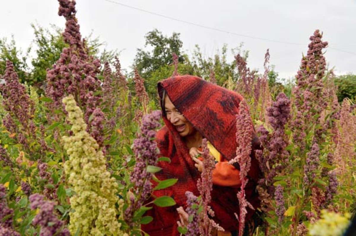 Agricultores de 9 cantones retoman cultivos ancestrales en Tungurahua