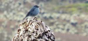 307 especies de aves se identificaron entre Ecuador y Colombia