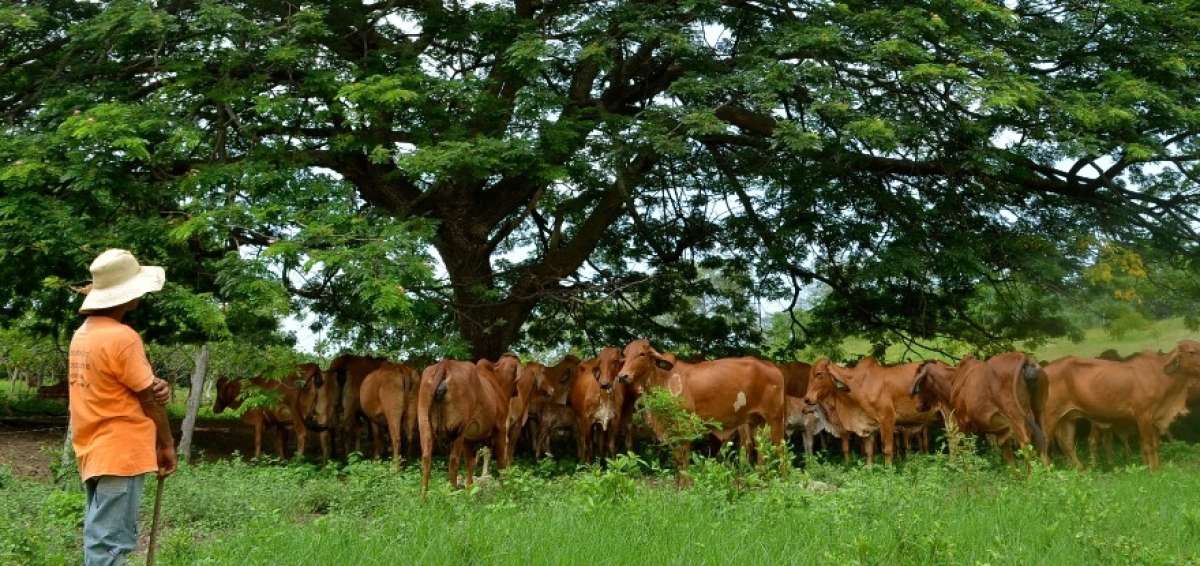 Magap aclara que la producci&oacute;n nacional de carne bovina abastece la demanda