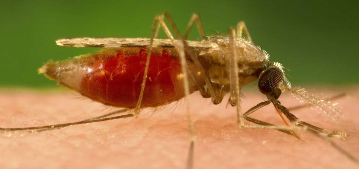 Ecuador encamina acciones para  eliminar la malaria en 6 a&ntilde;os