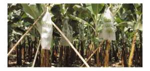 El Ministerio de Agricultura dar&aacute; cr&eacute;ditos para tratar la plaga de sigatoka en el banano. 