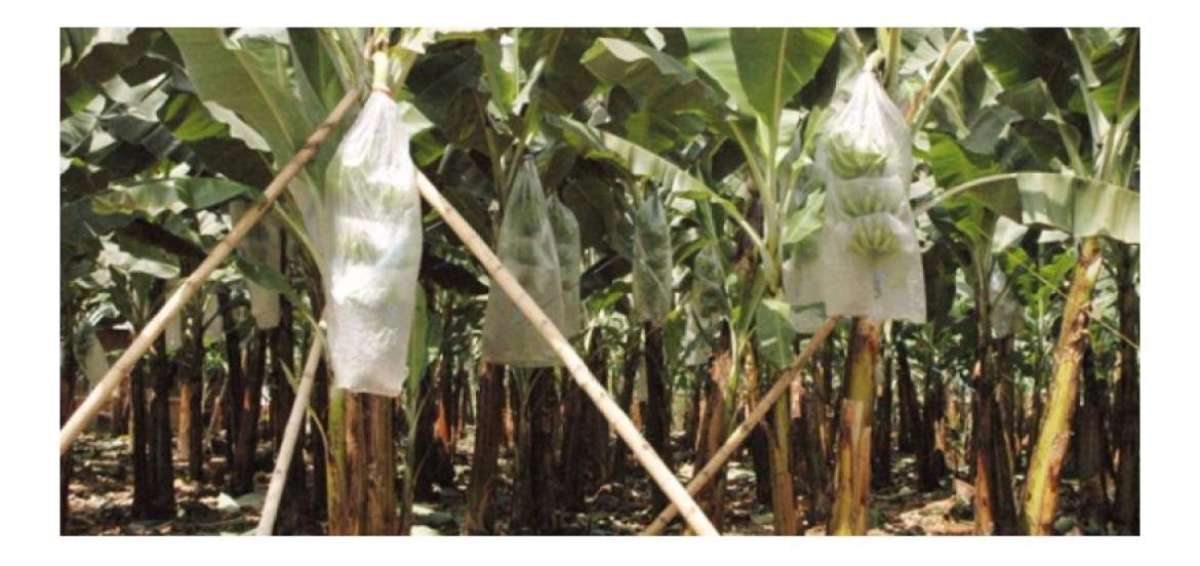 El Ministerio de Agricultura dar&aacute; cr&eacute;ditos para tratar la plaga de sigatoka en el banano. 