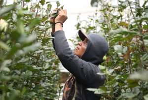 Los cr&eacute;ditos ser&aacute;n entregados a peque&ntilde;as y medianas empresas. 