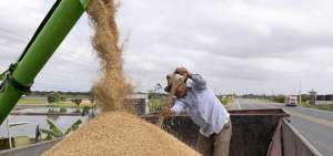 Productores arroceros acceder&aacute;n a cr&eacute;ditos para reactivaci&oacute;n