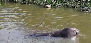 El elefante marino permanece perdido en aguas de un estero en la provincia de Los R&iacute;os.