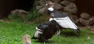 La Estrategia de Conservaci&oacute;n del C&oacute;ndor Andino en Ecuador se suscribi&oacute; el 7 de julio de 2009.