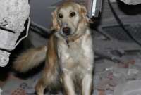 Kopuk, el perro rescatista que no quiso descansar a pesar de tener heridas en sus patas