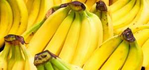 Rusia no ha notificado a Ecuador sobre hallazgo de moscas portadoras del c&oacute;lera en cargamento de bananos