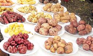 Varias parroquias se especializar&aacute;n en la producci&oacute;n de papas.
