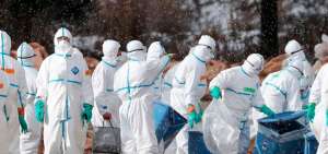 Jap&oacute;n sacrifica a otras 300.000 aves por la gripe aviar