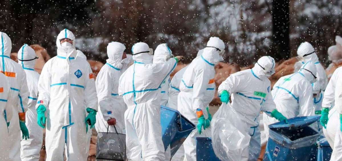 Jap&oacute;n sacrifica a otras 300.000 aves por la gripe aviar