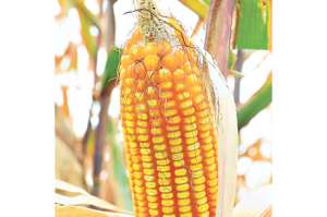 Productores de Loja tienen 12.137,01 hect&aacute;reas agr&iacute;colas aseguradas